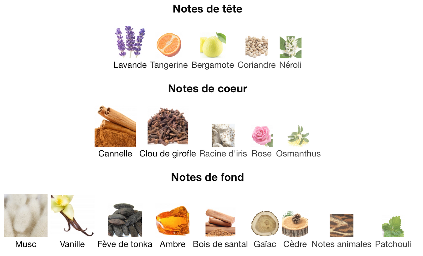 FREDERIC MALLE Musc Ravageur